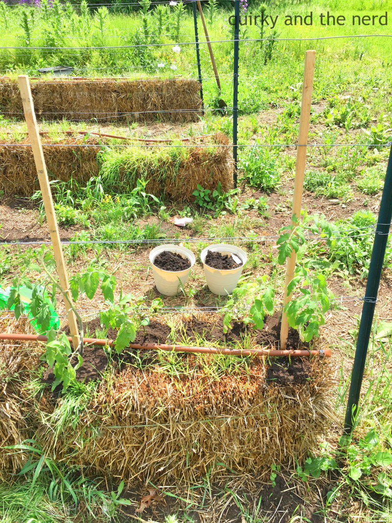 Straw Bale Gardening Plant Tomato Quirky And The Nerd