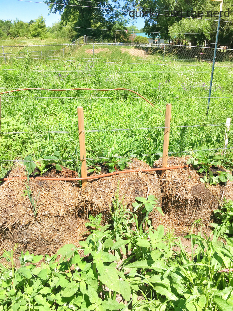 Straw Bale Gardening Transplant Strawberries Squash Quirky And